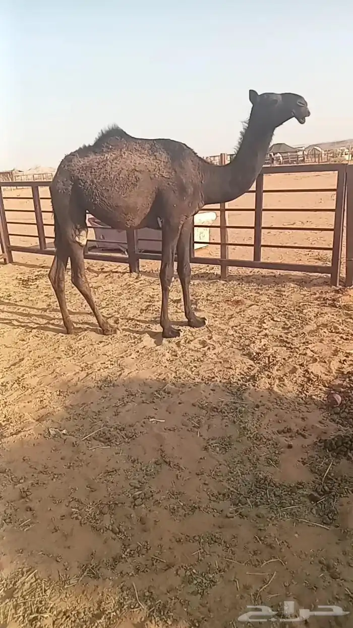 مفروده مجهم مقنوي 0