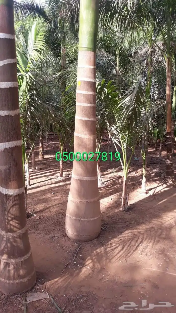نخل واشنطني نخل ملوكي ثيل طبيعي للبيع 3