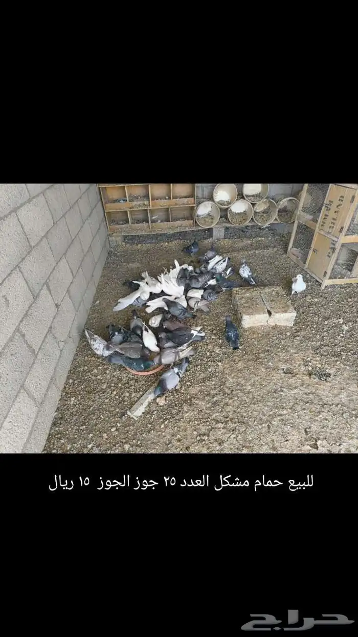 للبيع دجاج لحم وحمام فرنسي وحمام مشكل انا مجرد معلن فقط 1