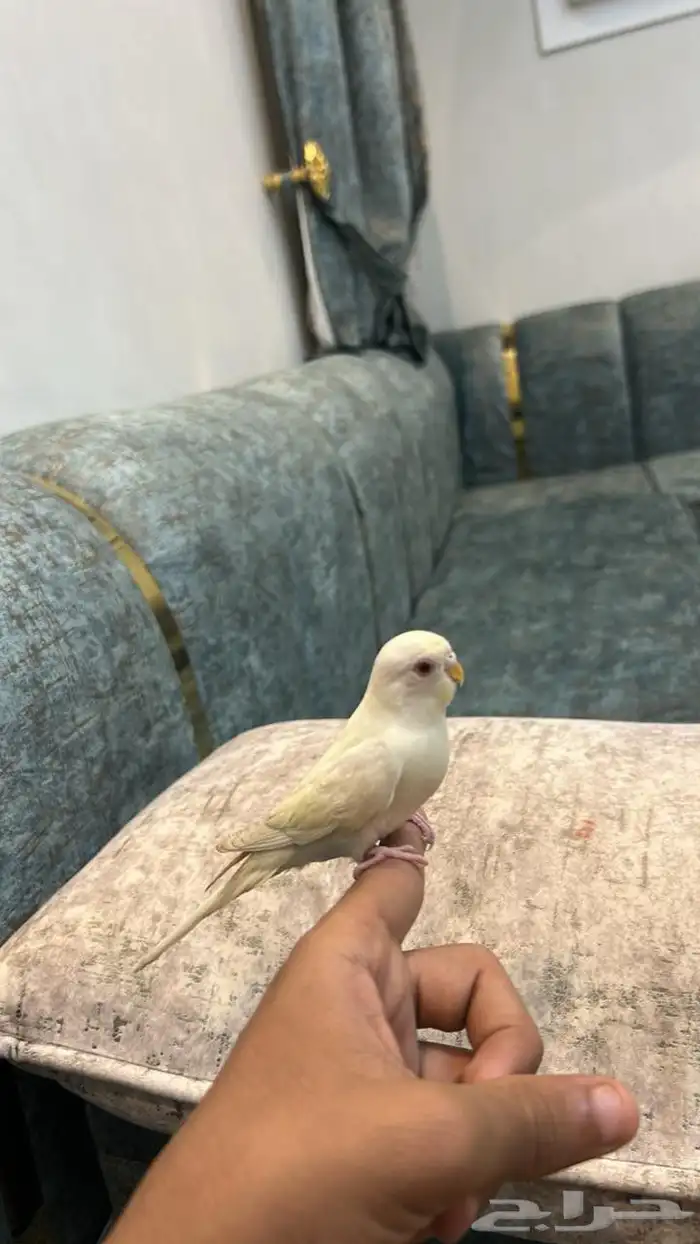 بادجي للبيع 1