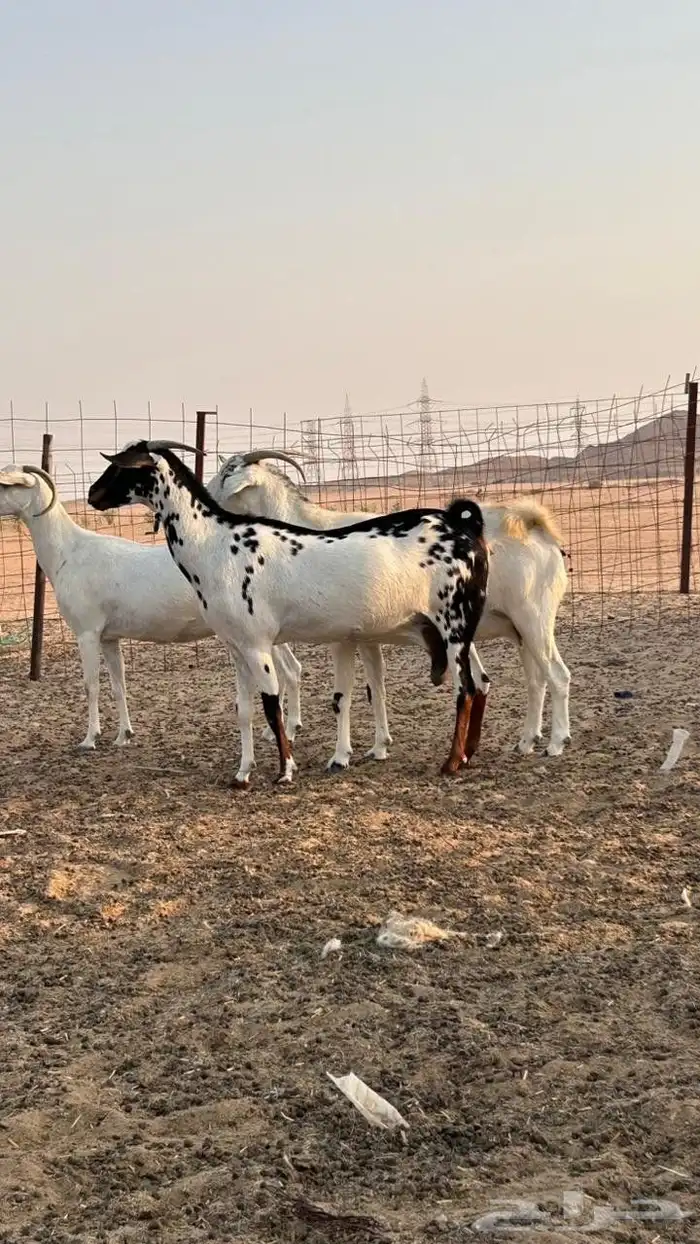 معزا بيشيات صنف دفيع شرط باقي عليها شهر الى شهر ونص تتوم 3