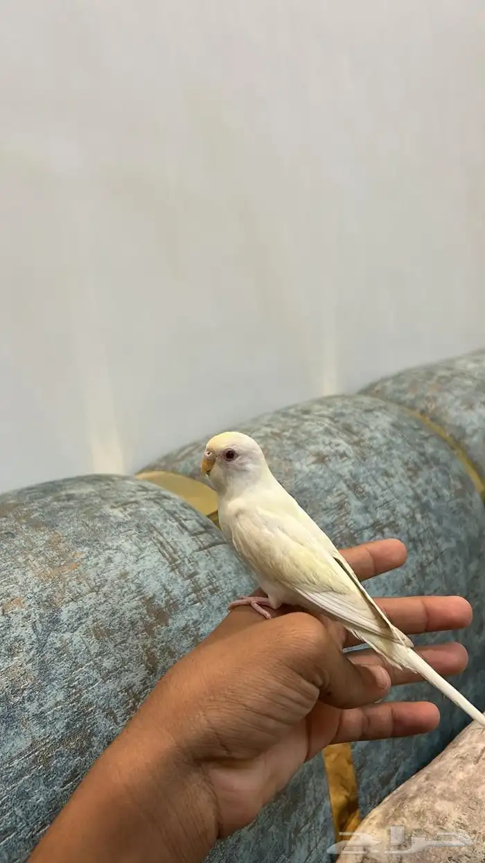 بادجي للبيع 0