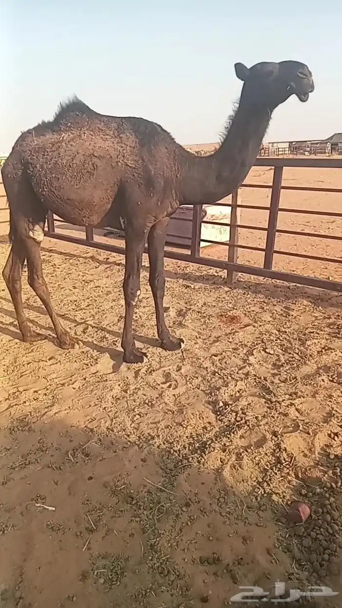 مفروده مجهم مقنوي 1