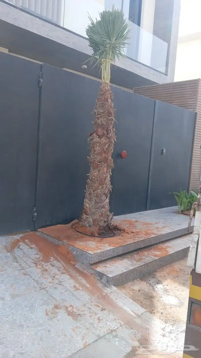 زراعة نخيل بلدي وفسيال وزراعة نخيل وشنطن وثيل طبيعي 4