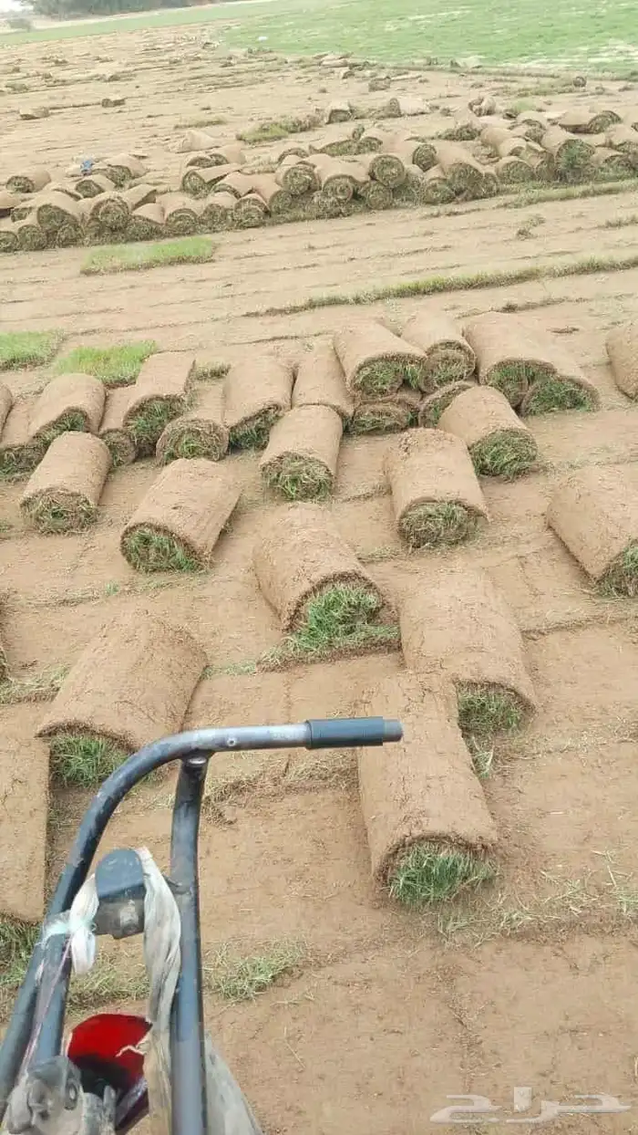 نجيل طبيعي 8