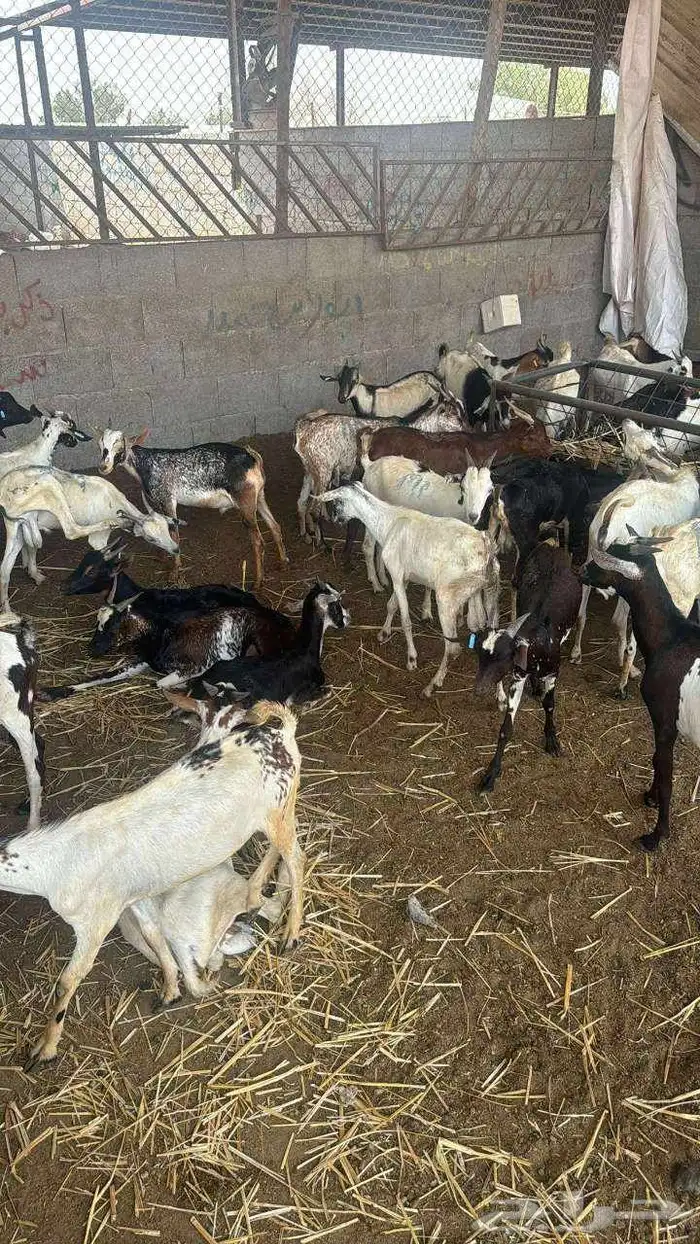 تيوس يمانيه و غنم رفيدي 5