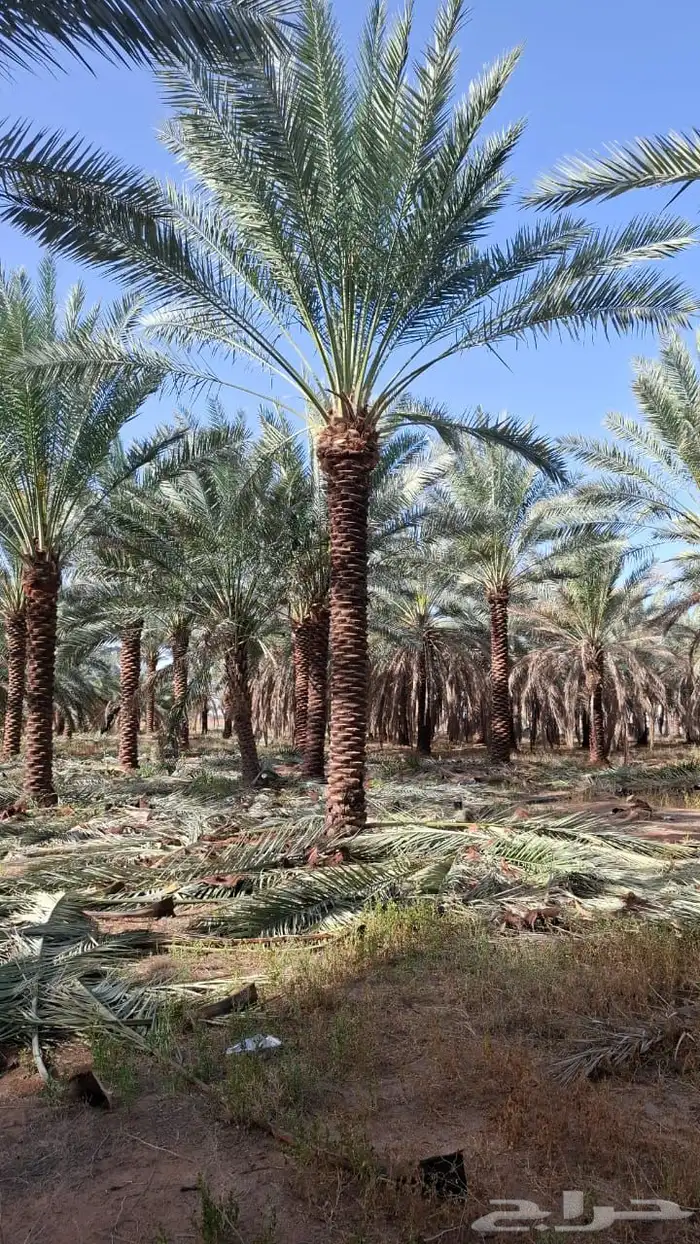 نخيل مثمر بسعار مناسبه 1