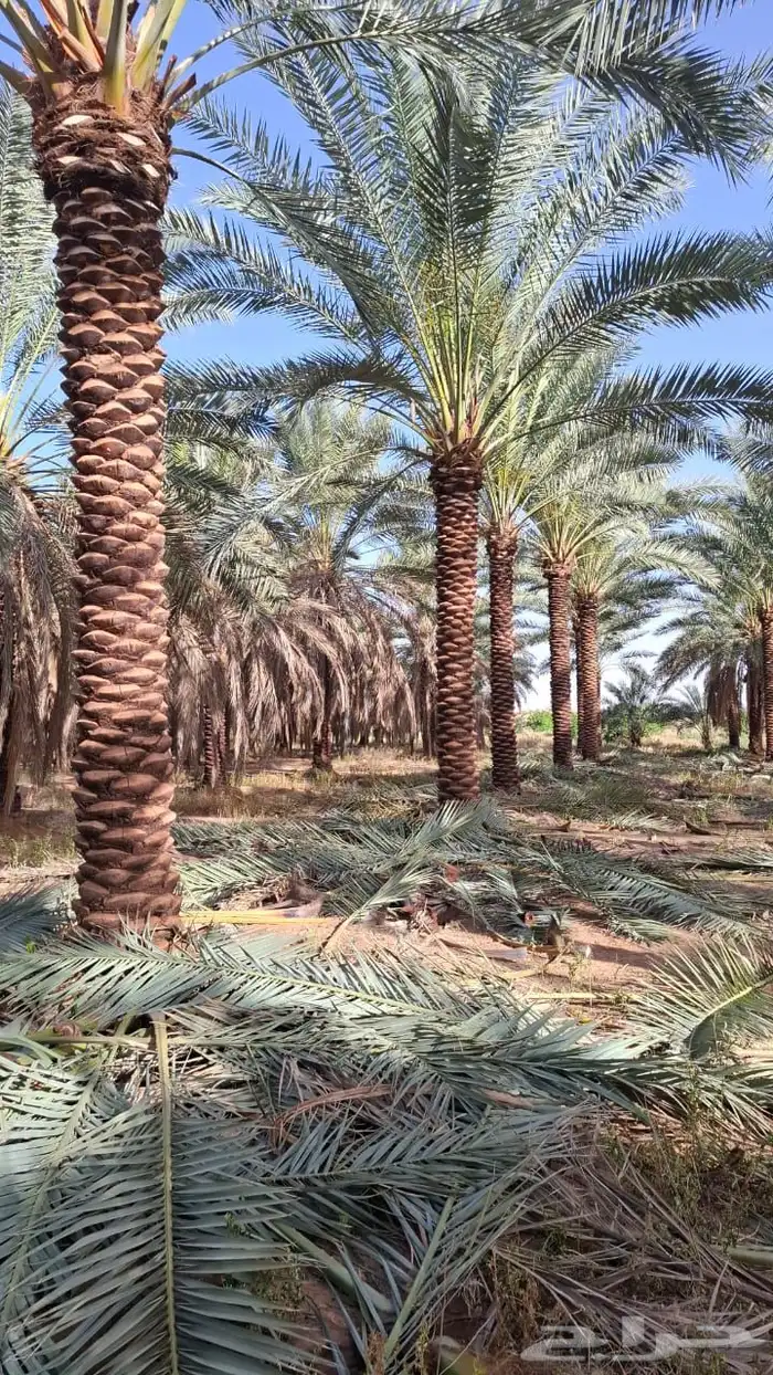 نخيل مثمر بسعار مناسبه 5