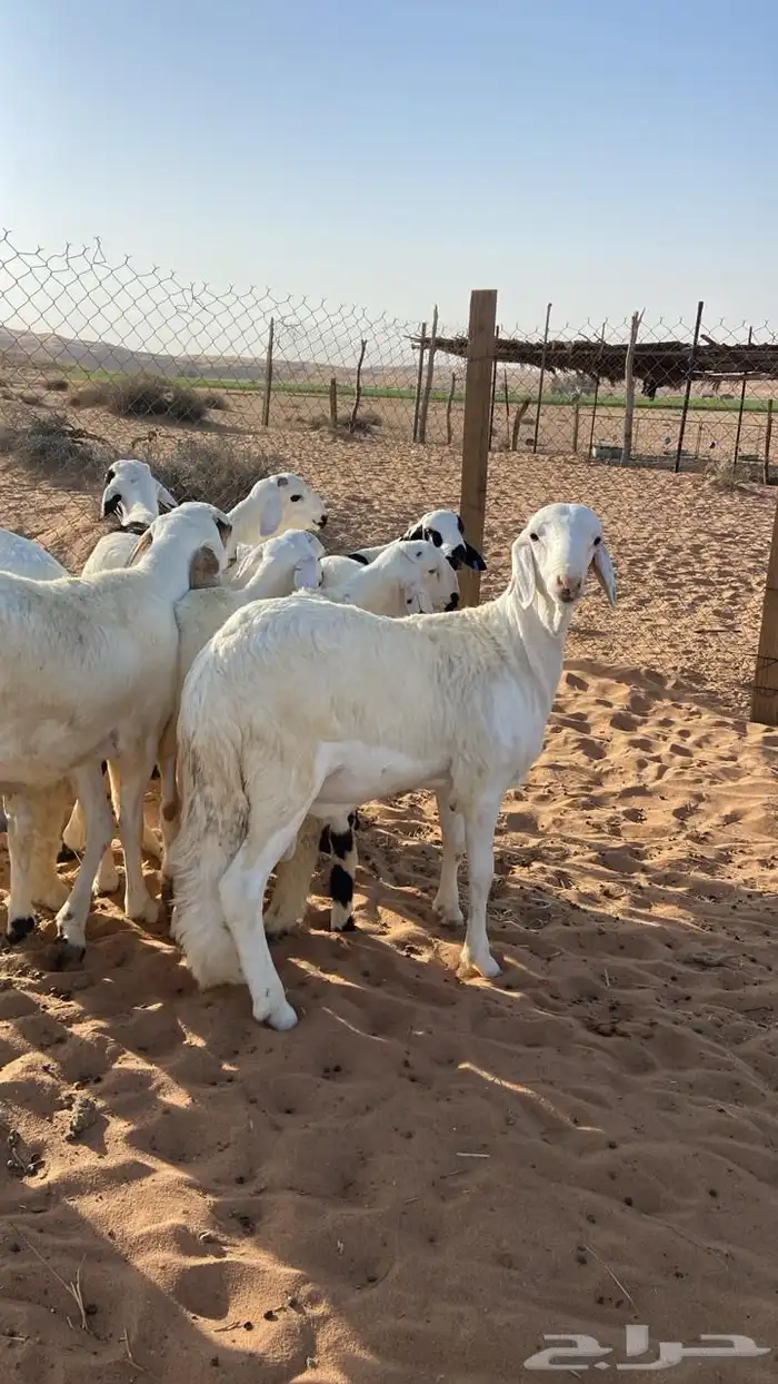 ذبايح سواكن مرابي 2