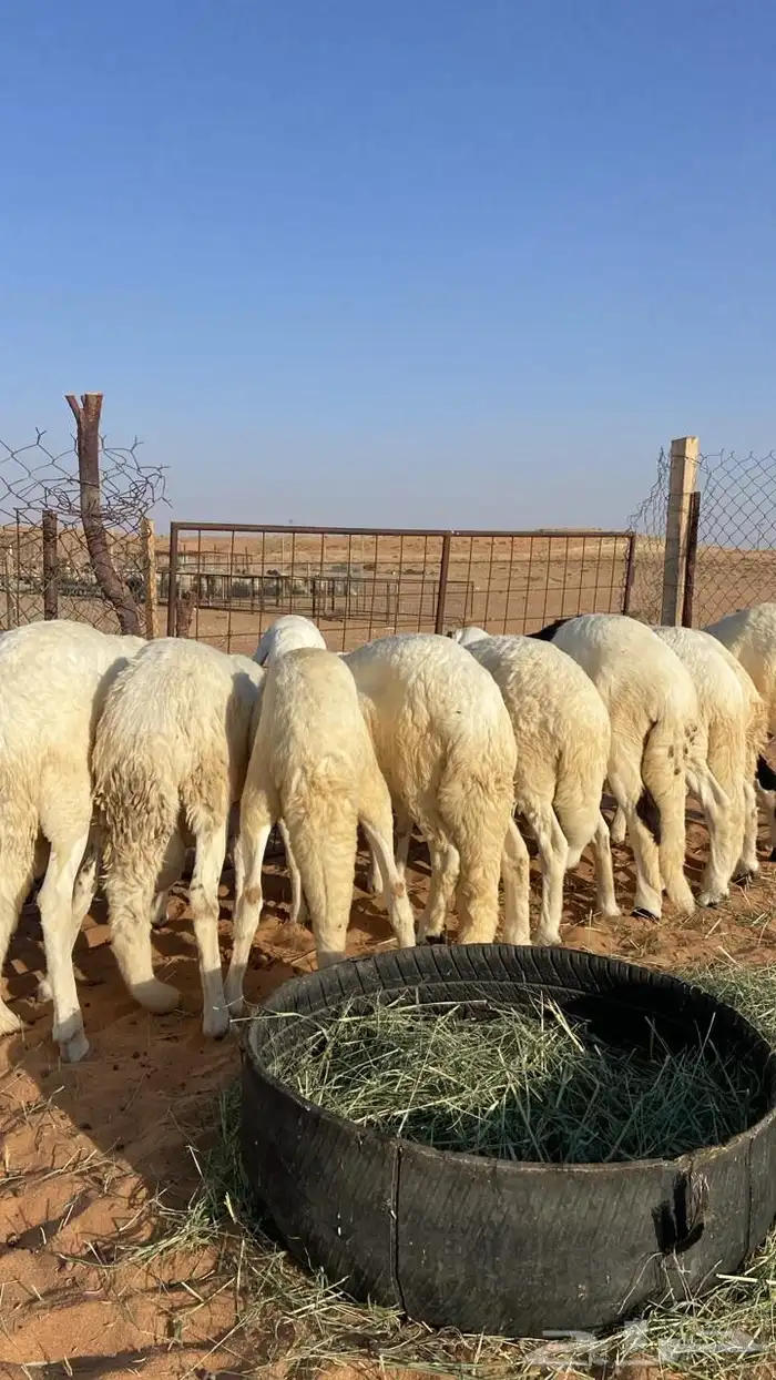 ذبايح سواكن مرابي 3