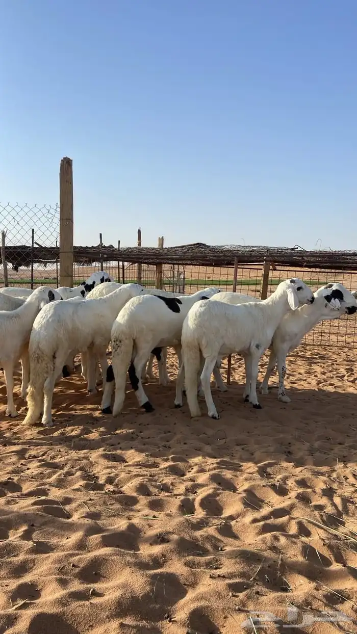 ذبايح سواكن مرابي 1