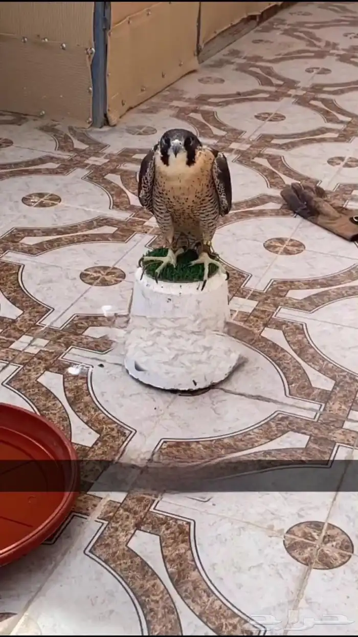 شاهين بحريه 1