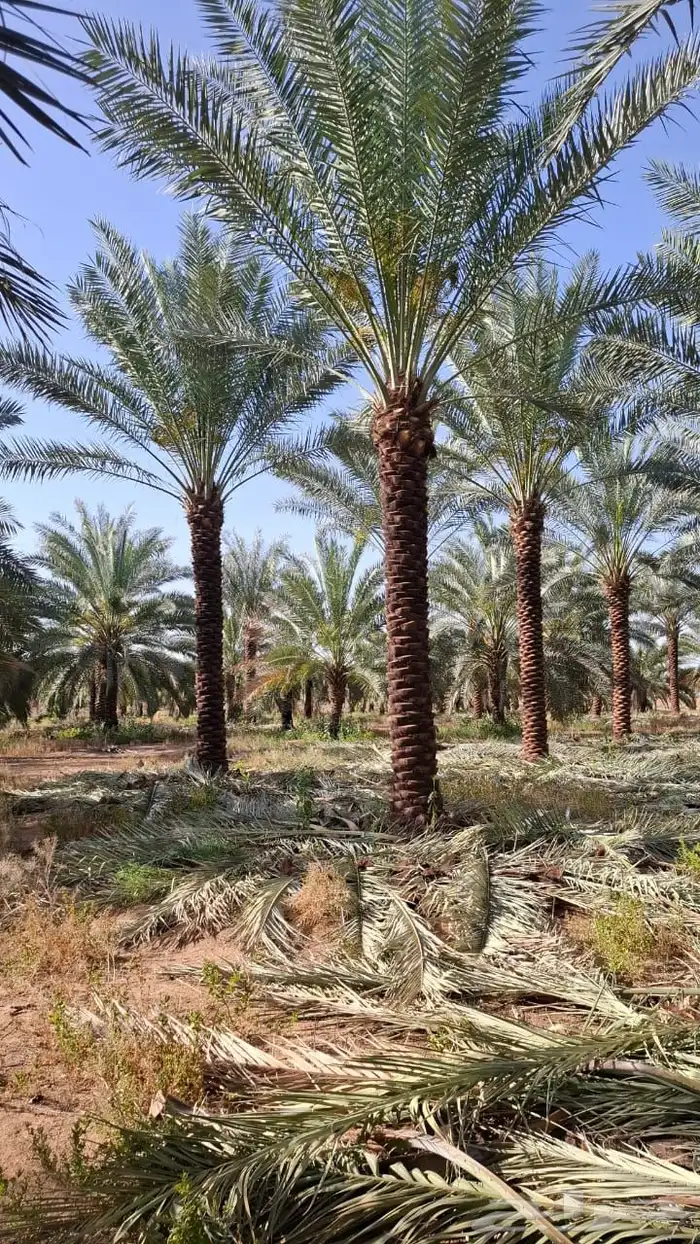 نخيل مثمر بسعار مناسبه 13
