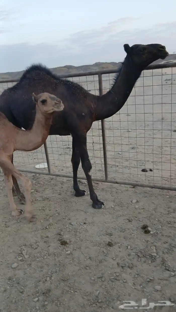 بكرة مجهم 0