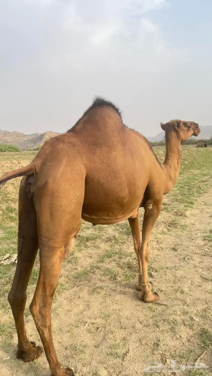للبيع ثنتين سواحل 9