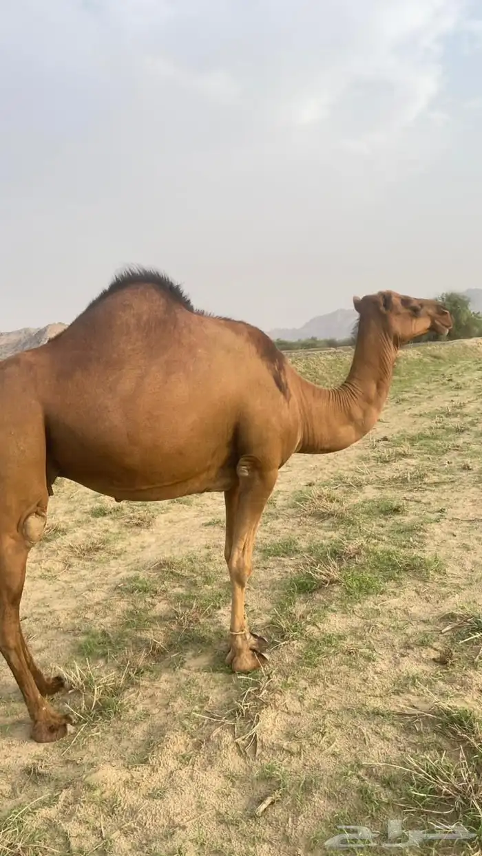 للبيع ثنتين سواحل 3