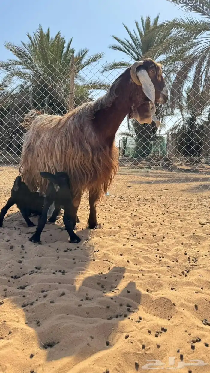 للبيع عنز والد معها 3 سنه تامه الموقع القصيم عيون الجواء 1