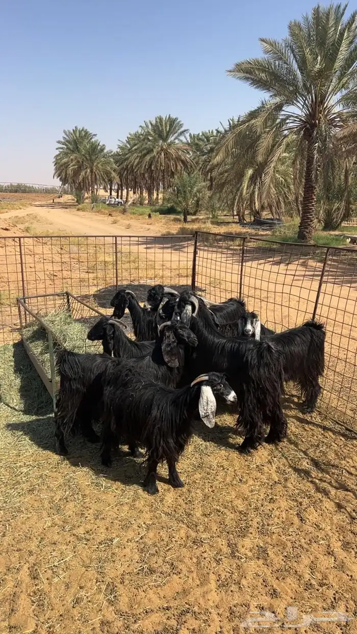 معزاء صنف وطيبات 2
