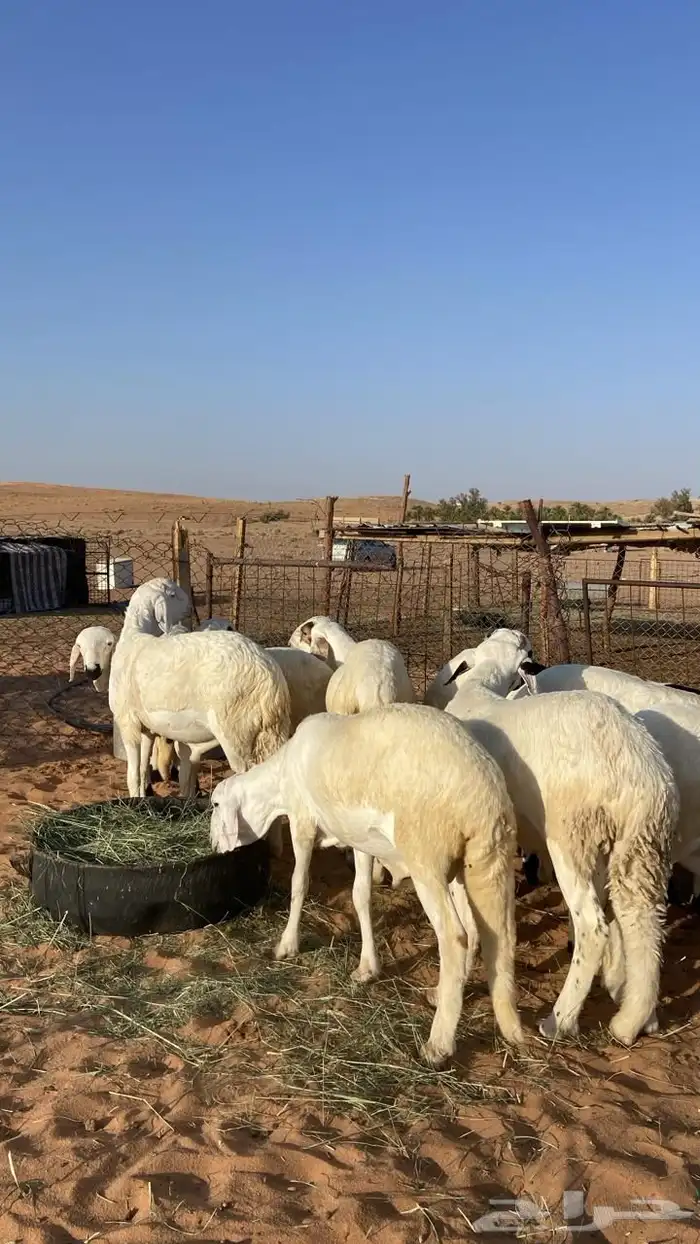 ذبايح سواكن مرابي 0
