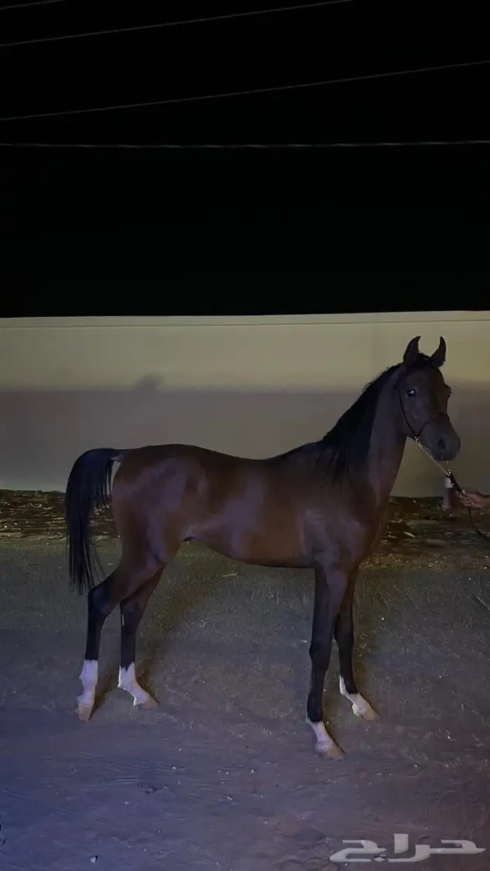 مهر واهو مستورد من قطر 1