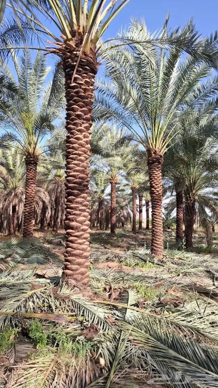 نخيل مثمر بسعار مناسبه 11