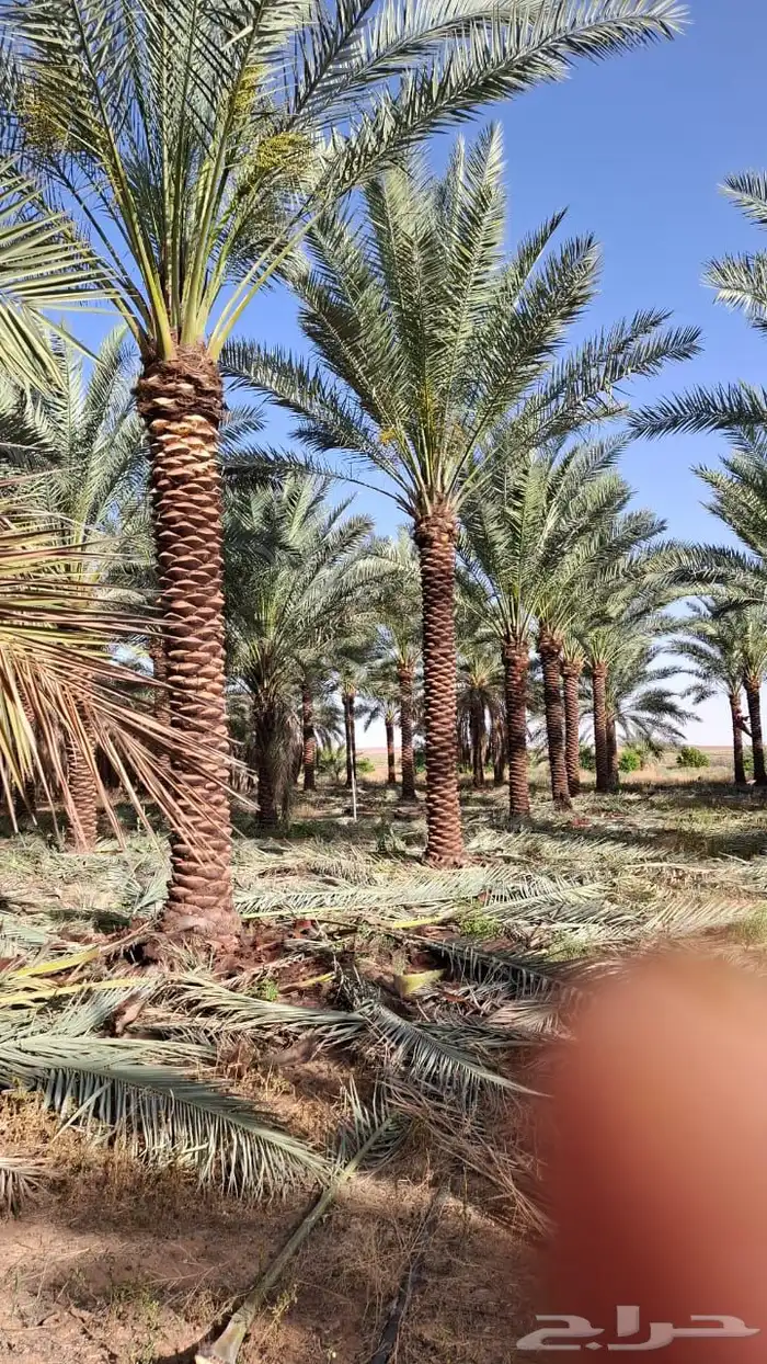 نخيل مثمر بسعار مناسبه 4