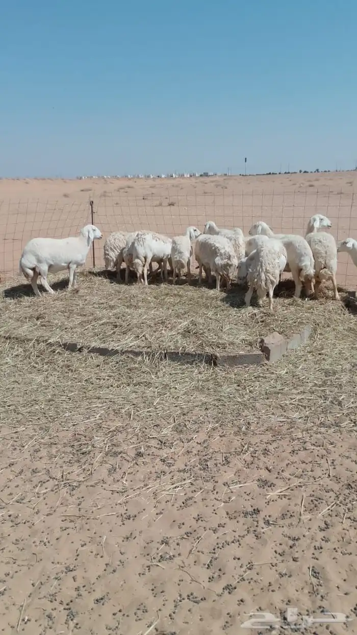 غنم حريات حرش دفيع ومضاريع 2