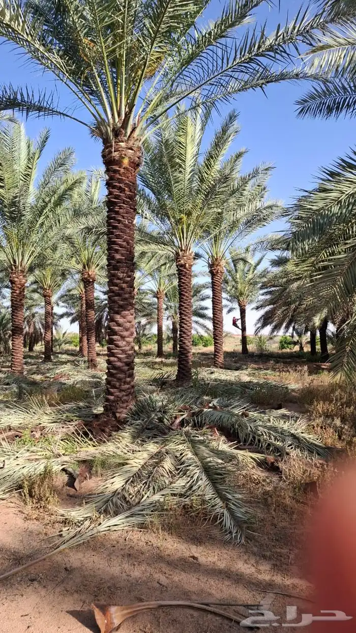 نخيل مثمر بسعار مناسبه 9
