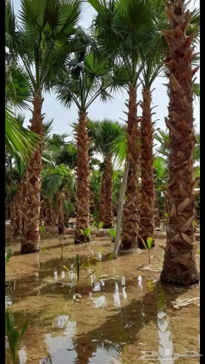تنسيق الحدائق   وانشاء الشللات والنوافير   والزراعه والعشب 8