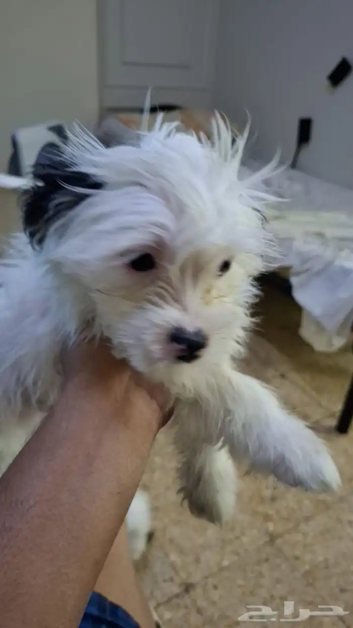 I have 7 peace breed is shitzu 2