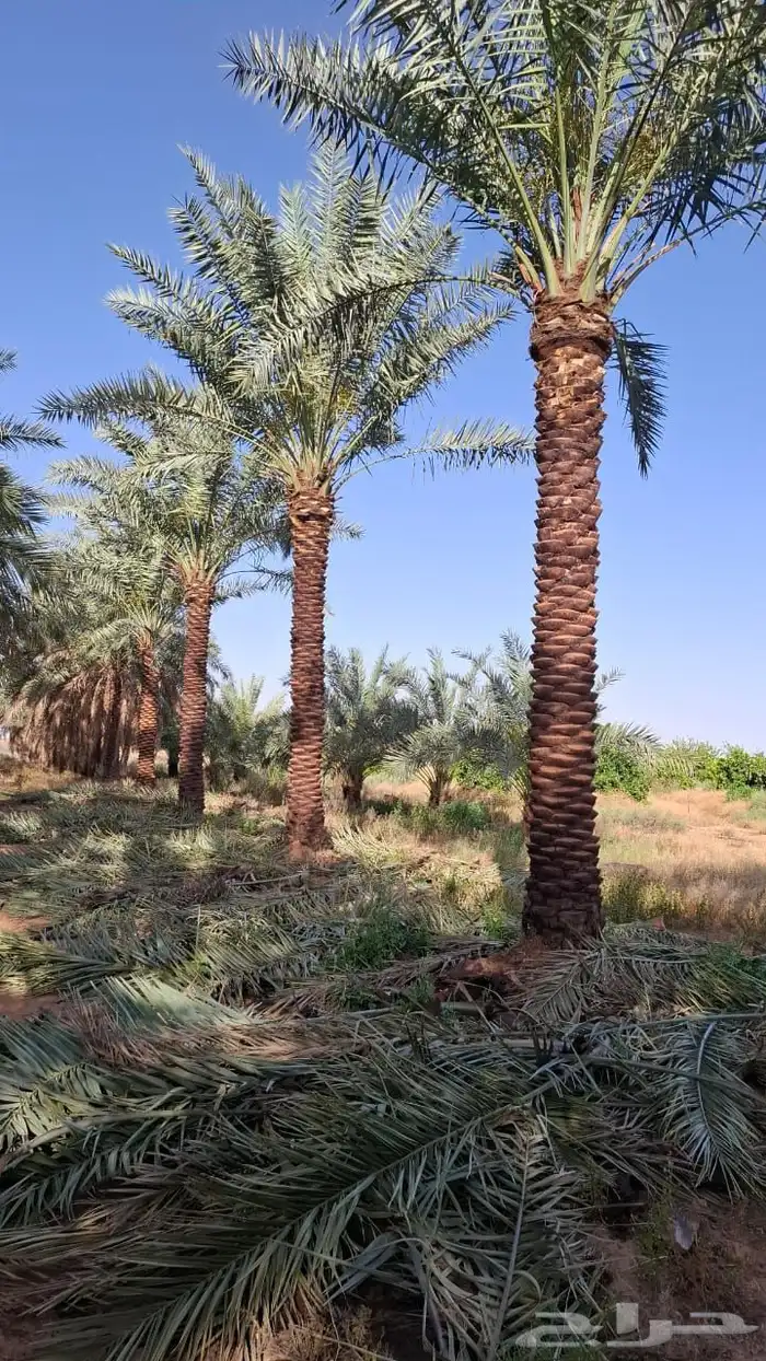 نخيل مثمر بسعار مناسبه 6