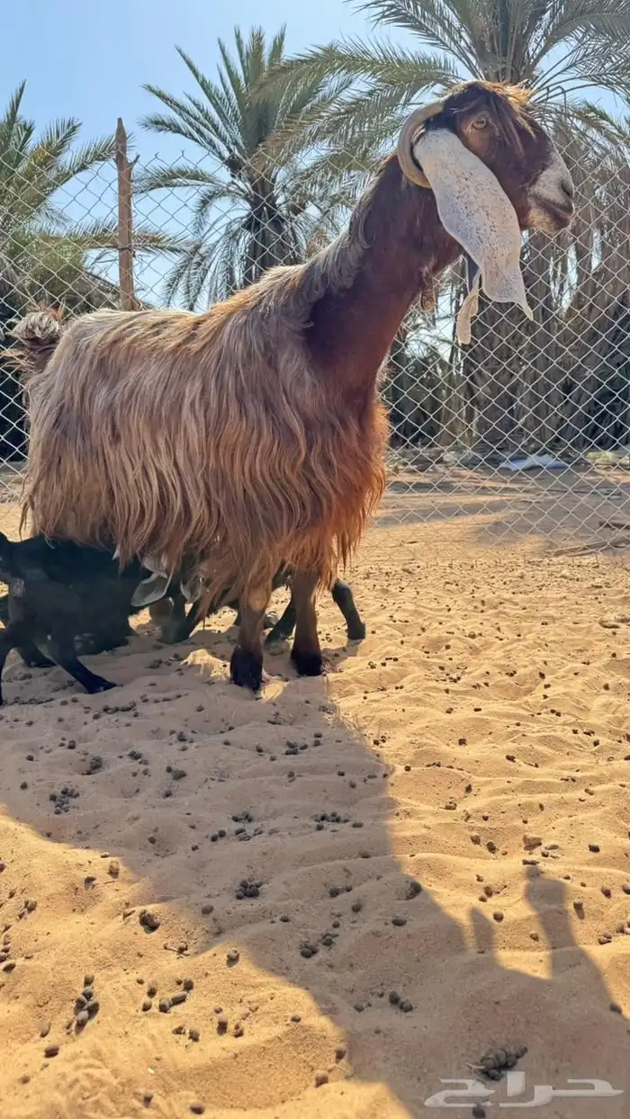 للبيع عنز والد معها 3 سنه تامه الموقع القصيم عيون الجواء 0