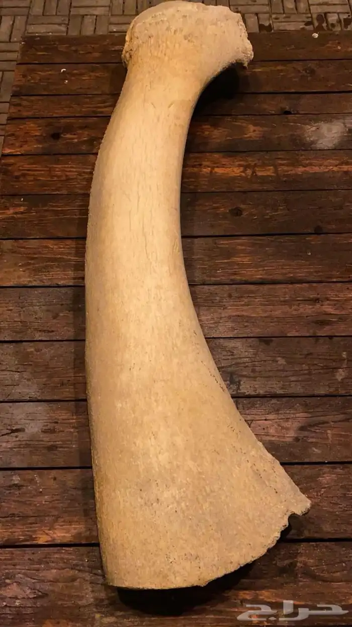 عظمة حوت أهل النوادر 1