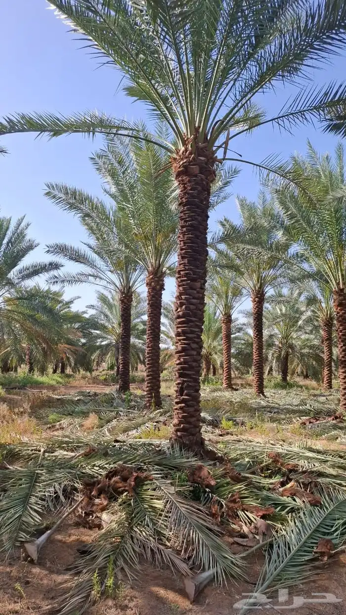 نخيل مثمر بسعار مناسبه 10