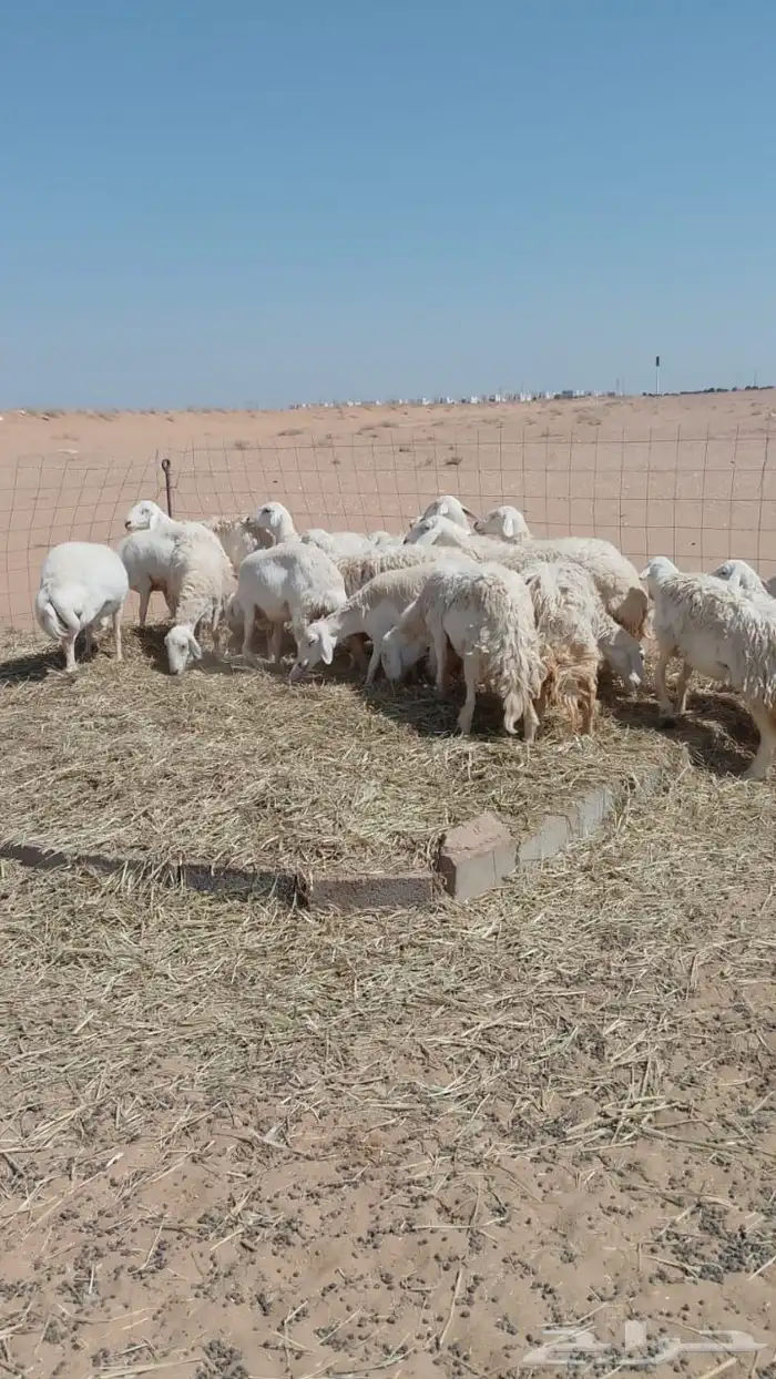 غنم حريات حرش دفيع ومضاريع 3