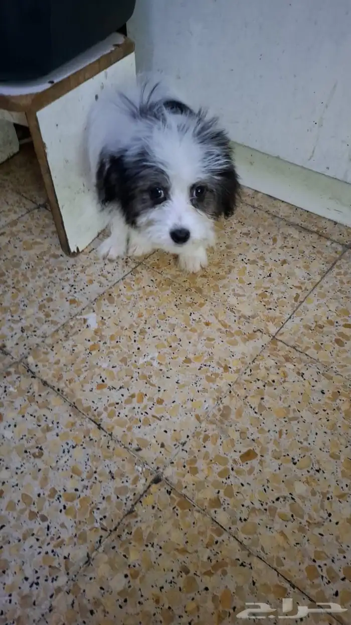 I have 7 peace breed is shitzu 0