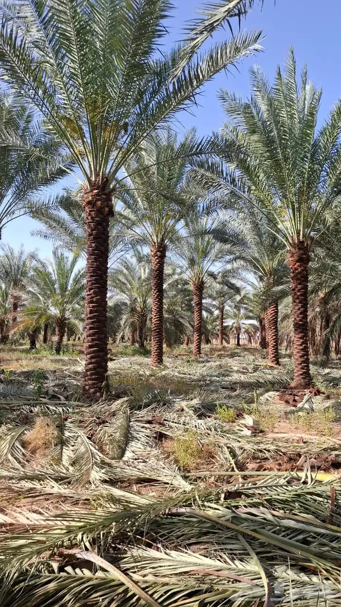 نخيل مثمر بسعار مناسبه 12