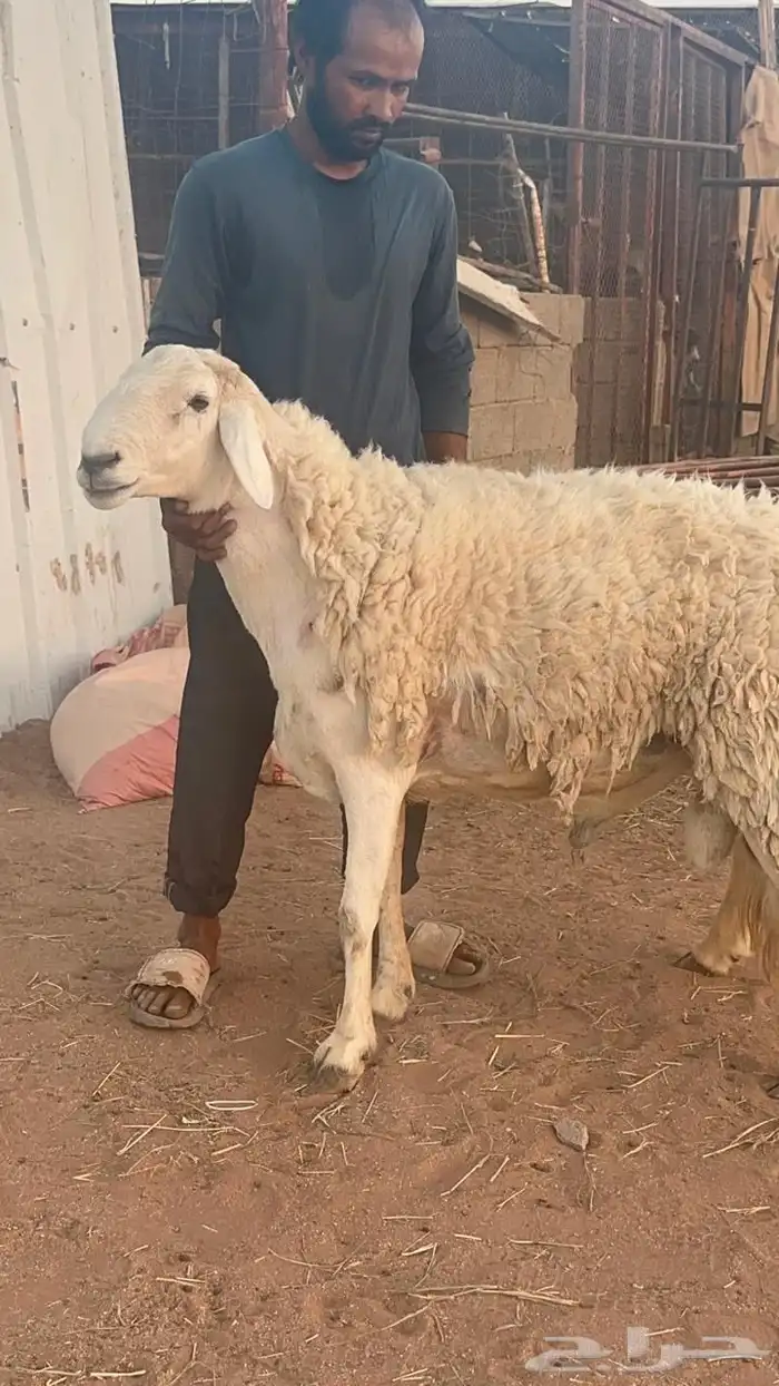 فحل حري مشروط 0