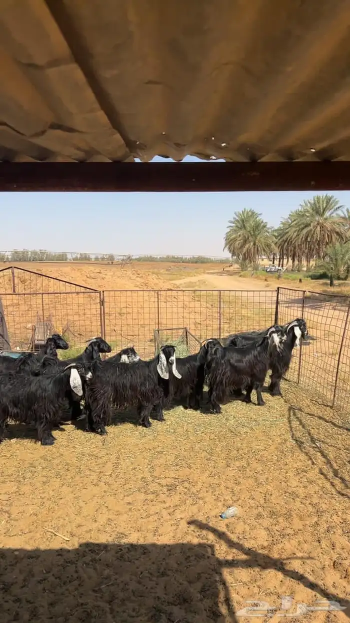 معزاء صنف وطيبات 1