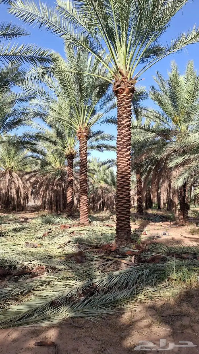 نخيل مثمر بسعار مناسبه 7