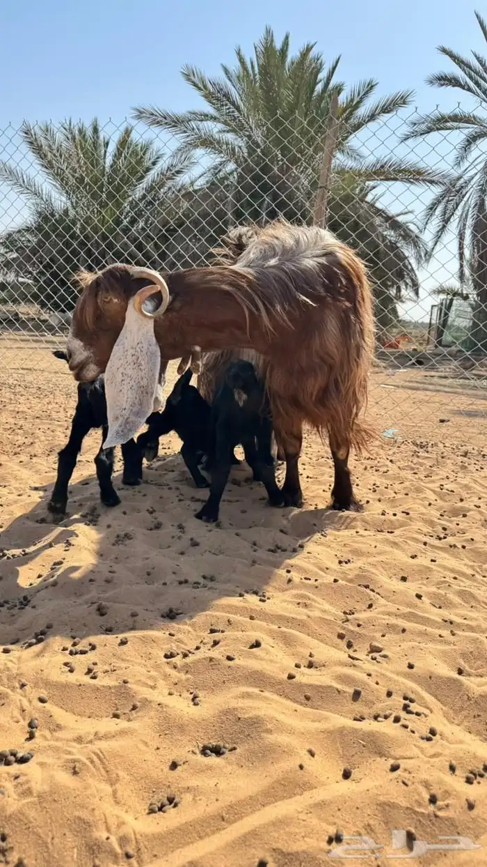 للبيع عنز والد معها 3 سنه تامه الموقع القصيم عيون الجواء 2