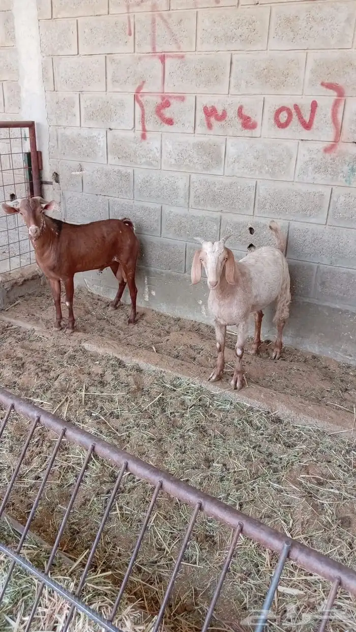 تيوس جذعان مخاصي فل شحم ولحم للبيع بسوق الجربوع 0