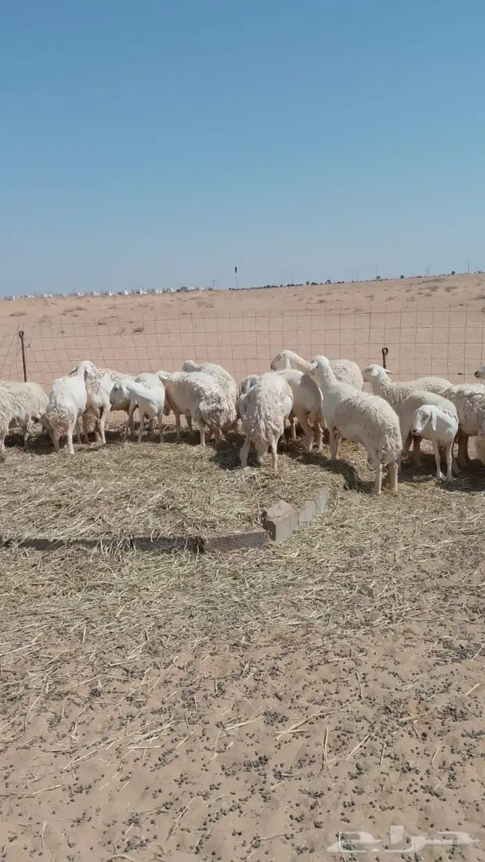 غنم حريات حرش دفيع ومضاريع 1