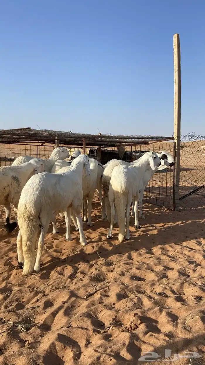 ذبايح سواكن مرابي 4