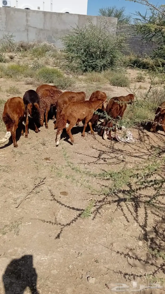 طليان سواكن وحريات ورفيدي ذبايح ثلاجة طيبات بالحيل 9