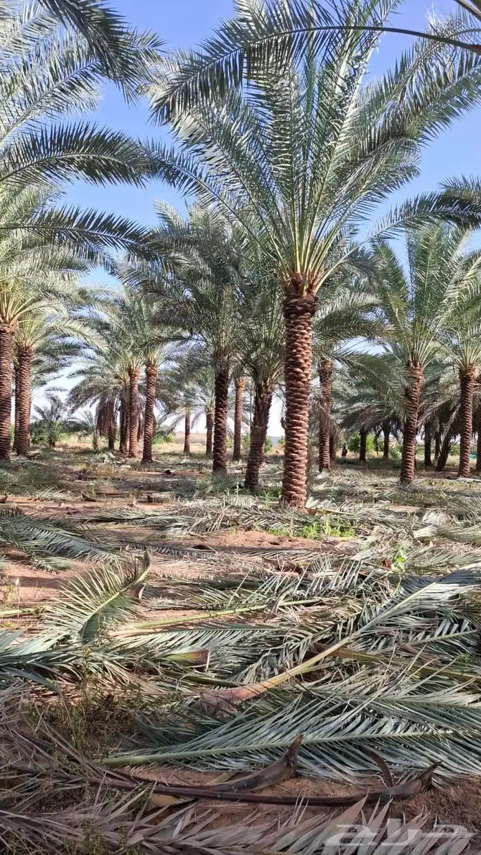 نخيل مثمر بسعار مناسبه 3