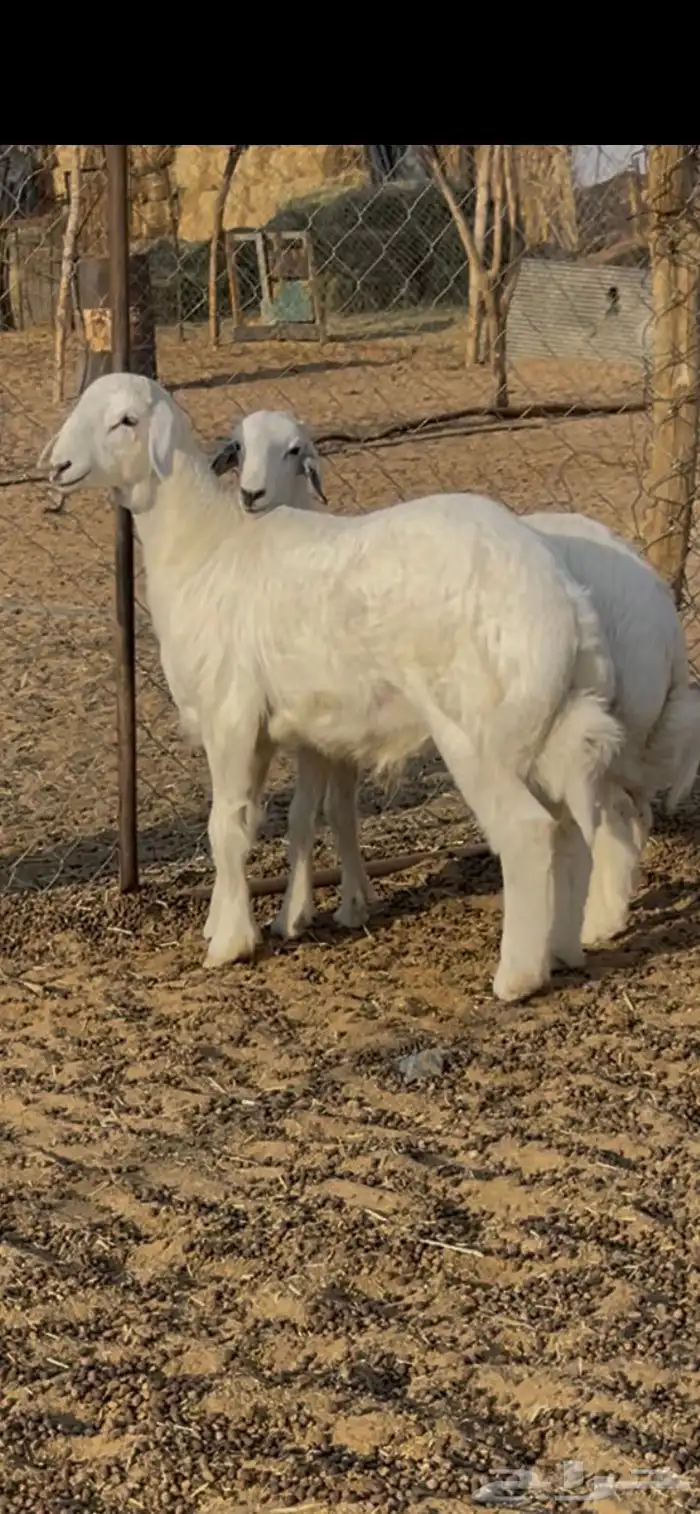 صنف حري مشروع فحل 0
