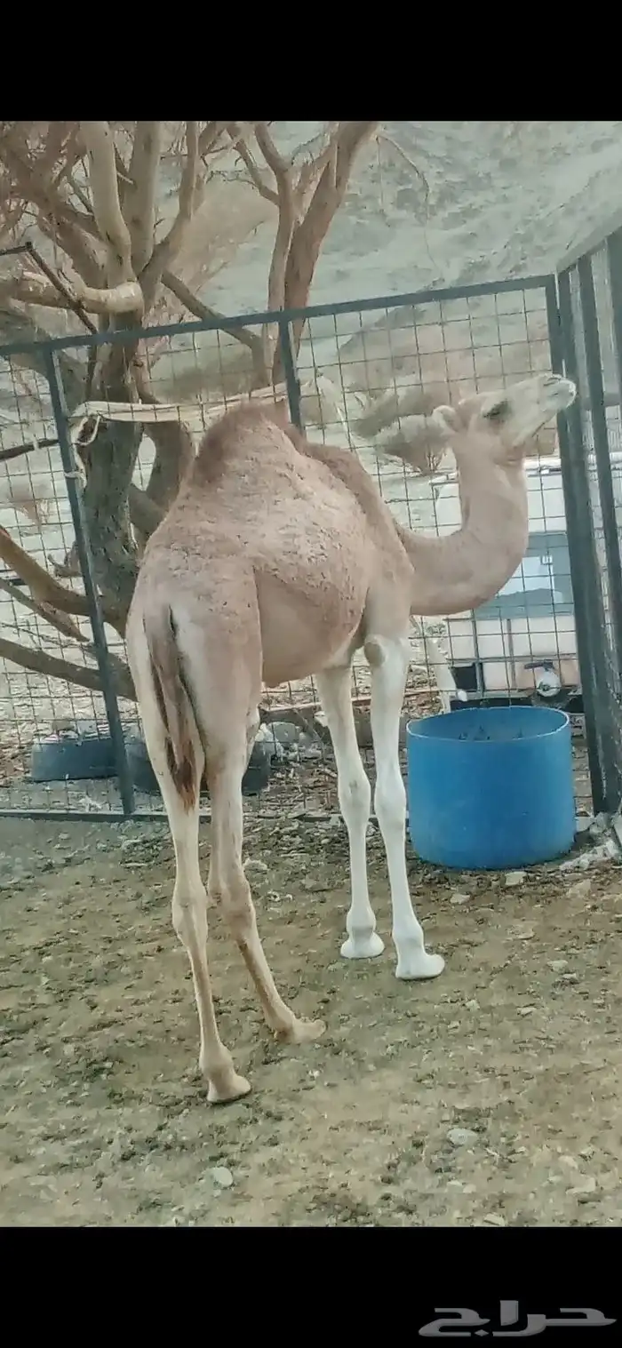للبيع بكرتين وقعود مفاريد 1