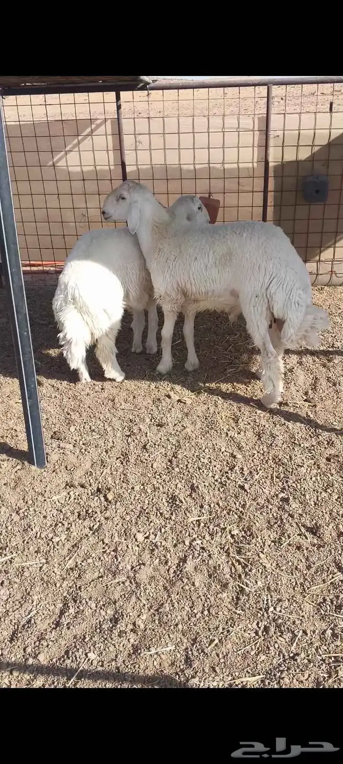 للبيع ذبايح حري 2