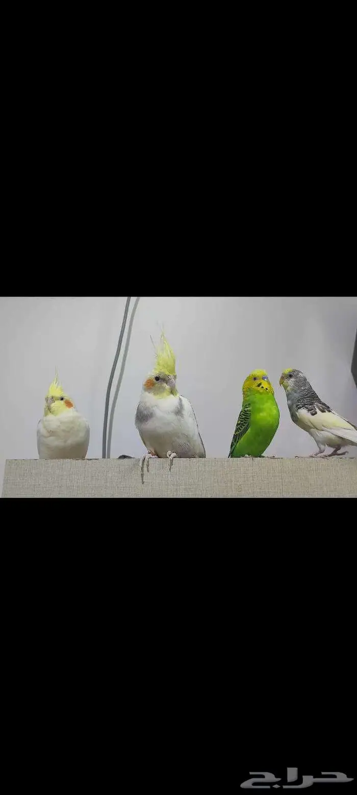 PARROTS Cockatiel (pair)   Budgie (pair) With Cage 3